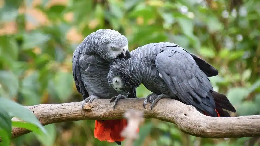 Loros grandes en mininfa.org