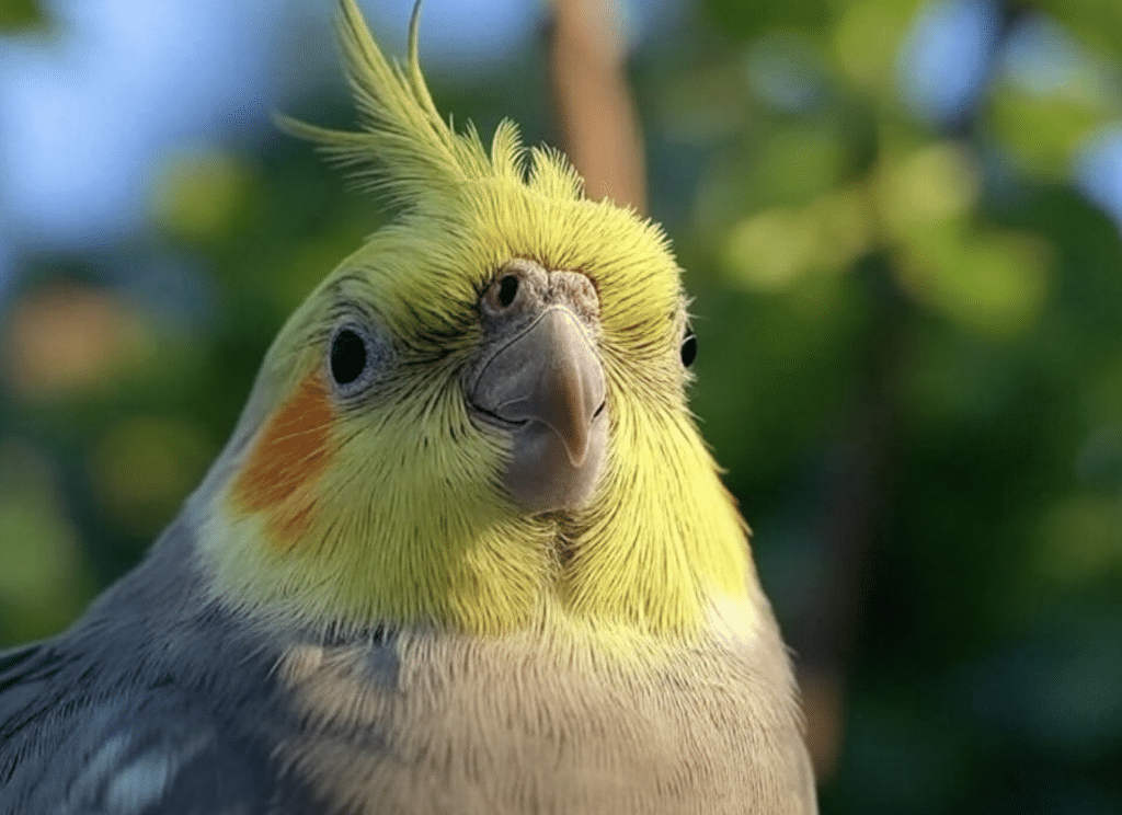 Cacatúa con plumaje amarillo y gris, mostrando su rostro y detalles de las plumas.
