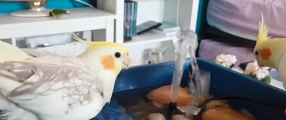 ninfas bañandose