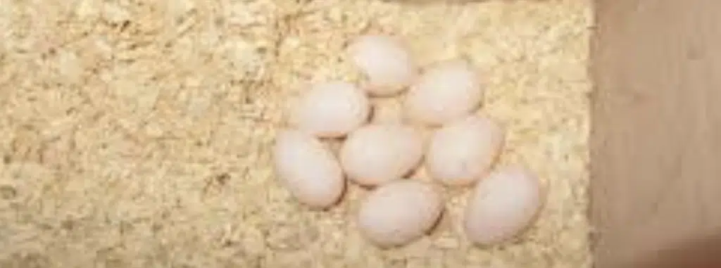Huevos no fertilizados en jaula